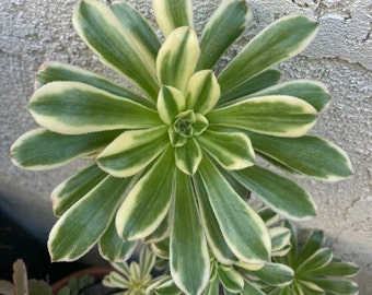 Aeonium TRICOLOR  1 Cutting 4" - 6" Fresh Cut, Nice Dual Color, Easy Grow, Elegant Looks. Free Shipping