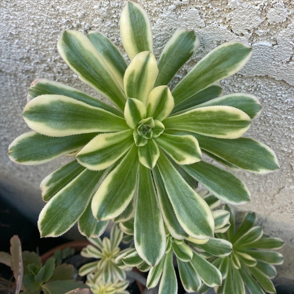 Aeonium - Etsy