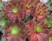 Aeonium VELOUR 1 Large Cutting 4 quot - 6 quot Fresh Cut, Nice Color, Easy Grow, Elegant Looks. Free Shipping