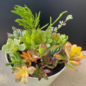 May include: A white ceramic pot filled with a variety of succulents, including green, red, and yellow varieties. The succulents are arranged in a lush and vibrant display.