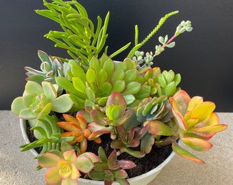 18 Succulent Cuttings from 9 Varieties FRESH CUT 2" - 4" Nice Color and Quality. Free Shipping