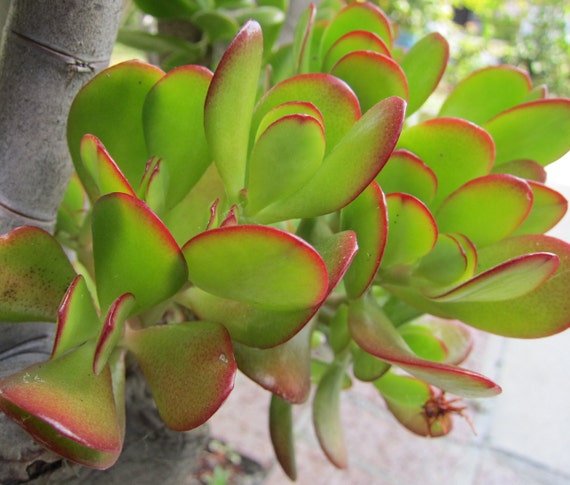 braided cylindrical snake plant care Snake Plant 'Braided' - Pet Safe Air-Purifying Braided Plant main image 0