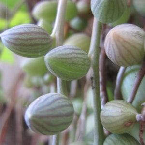 May include: Close-up of a string of small, green, and white succulent plants with a striped pattern. The plants are hanging from a vine and have a fleshy texture.