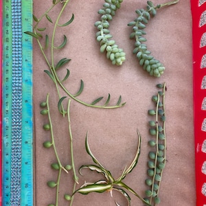 May include: Five different types of succulents on a brown paper background. The succulents are green and have a variety of shapes and sizes.