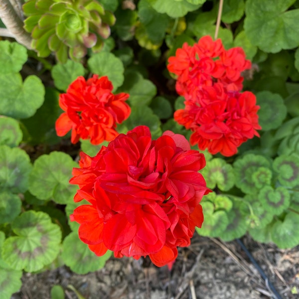 3 Large Cuttings 7" to 9" or longer red color Geranium Pelargonium Perennials Fresh Cuttings