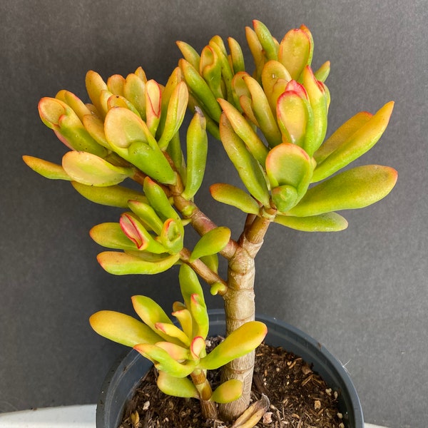 ROOTED 9" prebonsai Red Horn Jade Crassula Ogre Ear Yellow Hummel Jade succulent FREE SHIPPING