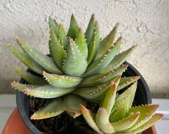 ROOTED LARGE Aloe Brevifolia Alligator Crocodile Plant with 1 pup.