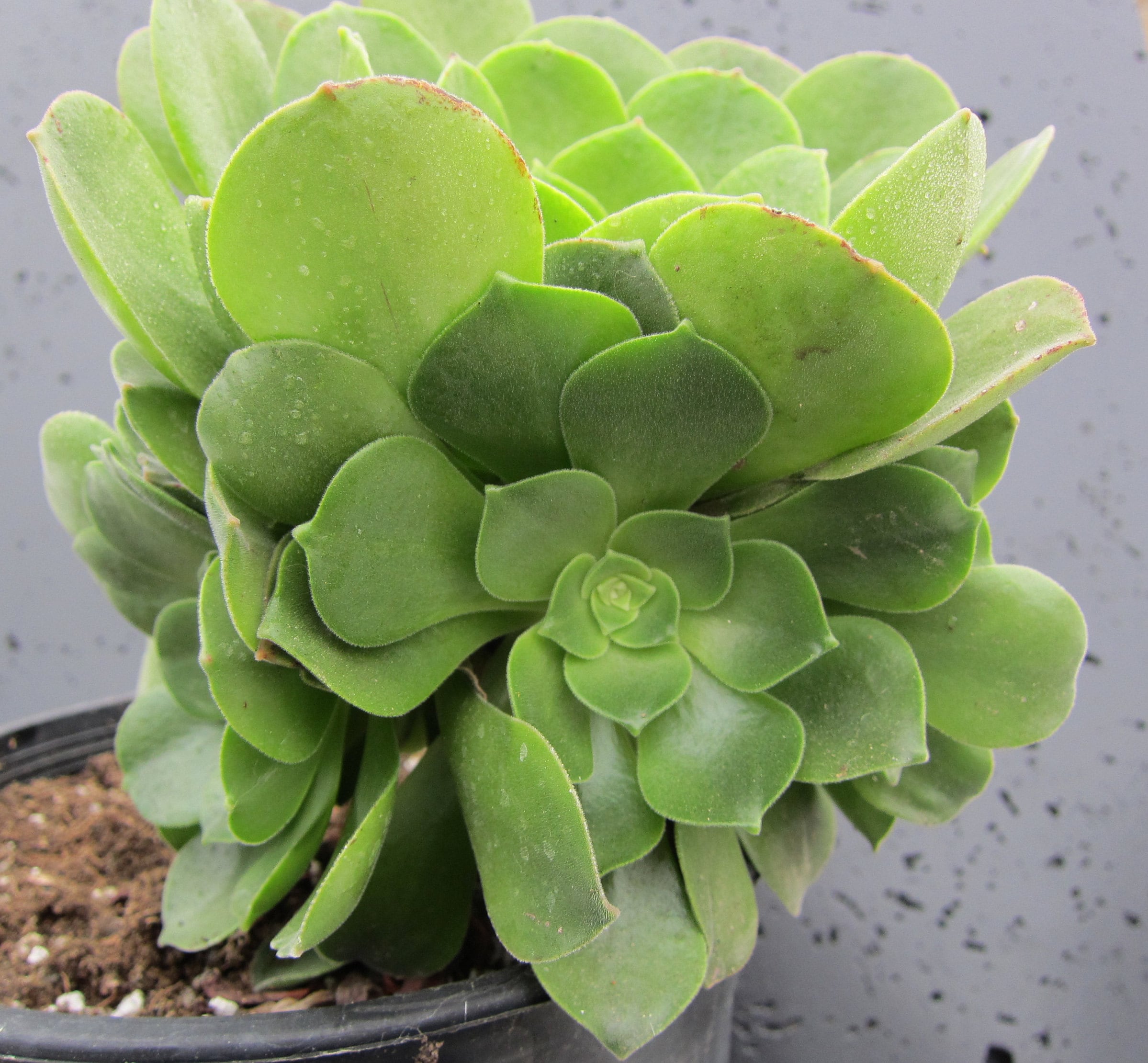 Large Aeonium Salad Bowl 1 Large Cutting 5 8 Etsy