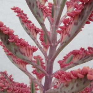 Full Bloom 1 Large Cutting Kalanchoe PINK BUTTERFLIES Succulent Top Part Cutting 4&quot; to 6&quot;.