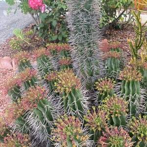 Large Euphorbia Horrida Noorsveldensis Fresh Cutting Cactus OVER 12 long FREE SHIPPING image 1