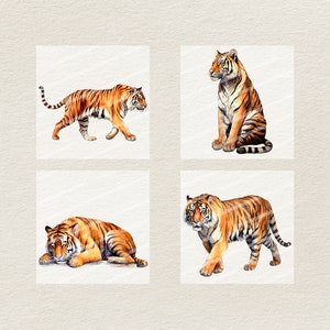 Puede incluir: Cuatro ilustraciones de acuarela de tigres en diferentes poses. Los tigres est&aacute;n representados en tonos de naranja, marr&oacute;n y negro con rayas blancas. Los tigres est&aacute;n sobre un fondo blanco.