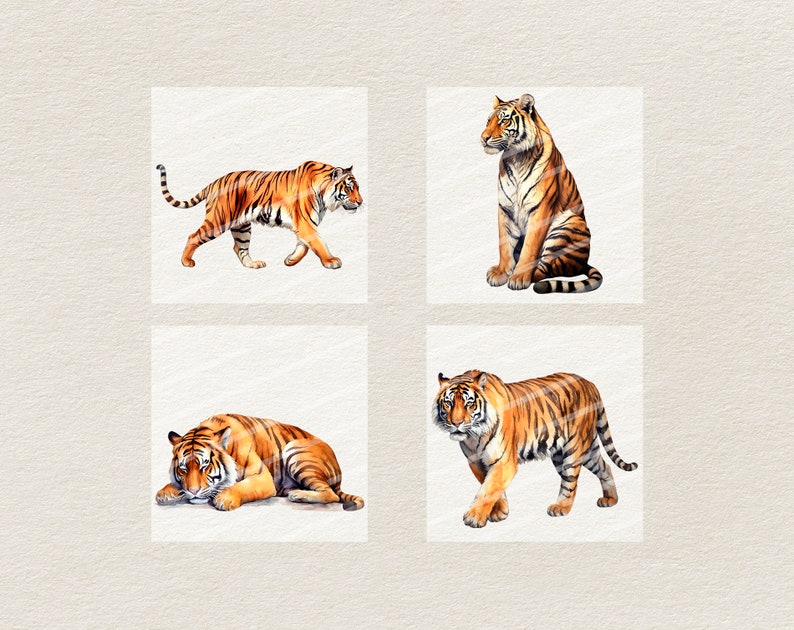 Puede incluir: Cuatro ilustraciones de acuarela de tigres en diferentes poses. Los tigres est&aacute;n representados en tonos de naranja, marr&oacute;n y negro con rayas blancas. Los tigres est&aacute;n sobre un fondo blanco.