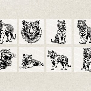 Puede incluir: Un conjunto de nueve ilustraciones en blanco y negro de tigres en varias poses. Los tigres est&aacute;n dibujados en un estilo realista con pelaje y rasgos faciales detallados.