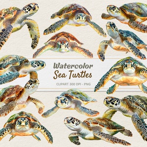 Acuarela Tortuga Marina Clipart - Ilustración Digital Tortugas Marinas - Tortuga PNG - Uso Comercial