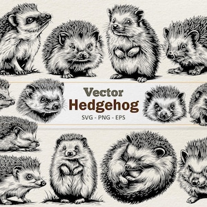 May include: A collection of detailed black and white vector illustrations of hedgehogs in various poses. Some hedgehogs are standing, others are curled up, and some are shown in close-up views. The text "Vector Hedgehog SVG - PNG - EPS" is also included.