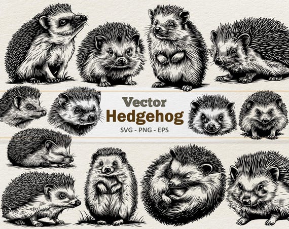 Vector Hedgehog Clipart - Line Art Digital Illustration - Woodland Animal SVG PNG EPS - Commercial Use