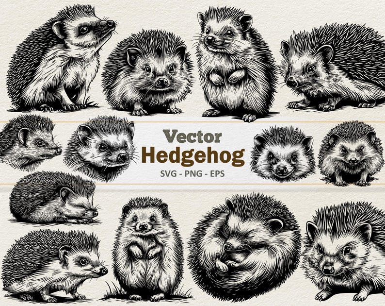 May include: A collection of detailed black and white vector illustrations of hedgehogs in various poses. Some hedgehogs are standing, others are curled up, and some are shown in close-up views. The text "Vector Hedgehog SVG - PNG - EPS" is also included.