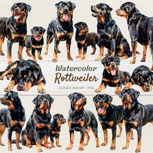 Watercolor Rottweiler Clipart - Digital Illustration Rottie Dog - Puppy PNG - Commercial Use