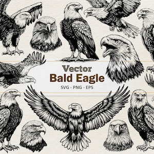 May include: A collection of black and white vector illustrations of bald eagles in various poses. The images include eagles in flight, standing, and close-up headshots. The text "Vector Bald Eagle" is displayed below the images.