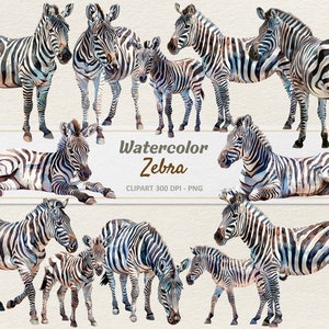 Watercolor Zebra Clipart - Digital Illustration Family Baby Zebras - PNG - Commercial Use