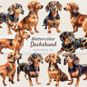 Aquarell Dackel Clipart - Digitale Illustration Dachs Hund - Sausage Hound Dog Welpe PNG - Kommerzielle Nutzung