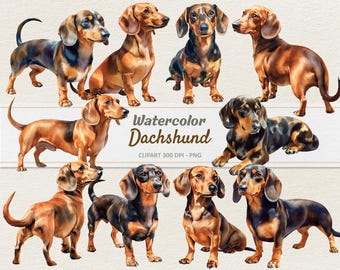 Watercolor Dachshund Clipart - Digital Illustration Badger Dog - Sausage Hound Dog Puppy PNG - Commercial Use