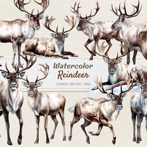 Clipart di renne ad acquerello - Illustrazione digitale - Caribou Deer PNG - Uso commerciale
