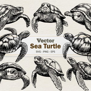 Vector zeeschildpad clipart - zeer fijne tekeningen digitale afbeelding - zeeschildpadden SVG PNG EPS - commercieel gebruik