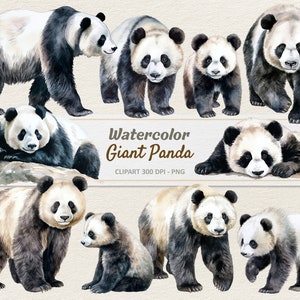 Aquarelle Panda géant Clipart - Illustration numérique - Panda Bear PNG - usage Commercial