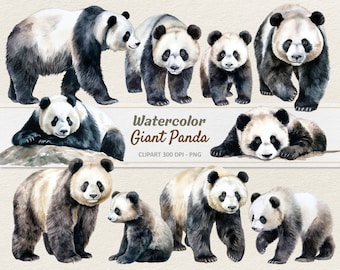 Watercolor Giant Panda Clipart - Digital Illustration - Panda Bear PNG - Commercial Use
