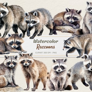 Aquarell Waschbären Clipart - Digitale Illustration - Waschbären und Kits PNG - Kommerzielle Nutzung