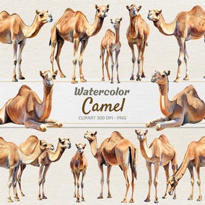 Clipart di cammello ad acquerello - Illustrazione digitale cammello arabo - Dromedario PNG - Uso commerciale