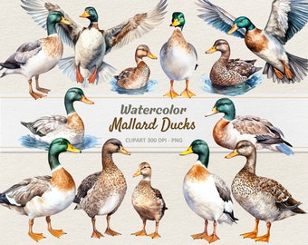 Watercolor Mallard Duck Clipart - Digital Illustration Wild Duck - Ducks PNG - Commercial Use
