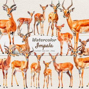 Könnte beinhalten: Aquarell-Illustrationen von Impalas, einer Antilopenart, in verschiedenen Posen. Die Impalas sind in Braun- und Weißtönen dargestellt, mit filigranen Details in ihrem Fell und ihren Hörnern. Die Illustrationen sind vor einem hellbeigen Hintergrund angeordnet.