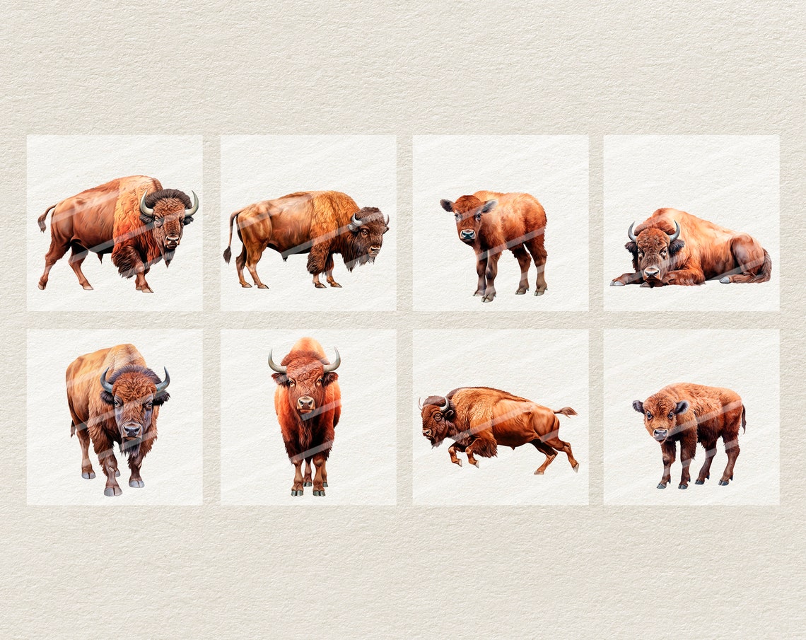 Watercolor American Bison Clipart Digital Illustration Buffalo