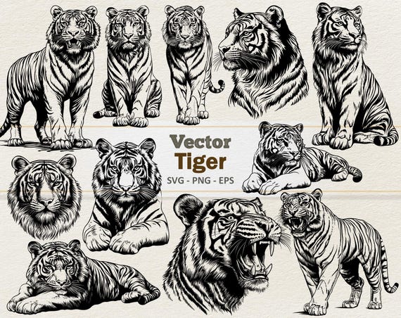 Vector Tiger Clipart - Line Art Digital Illustration - Tigers SVG PNG EPS - Commercial Use