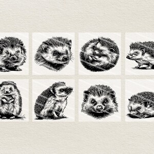 May include: A collection of eight black and white illustrations of hedgehogs in various poses. Each image is square and features detailed shading, showcasing the spiky texture and facial features of the animals. The illustrations are set against a neutral background.