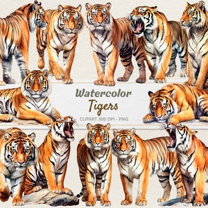 Aquarelle Tiger Clipart - Illustration numérique Tigres - Tigre PNG - Utilisation commerciale