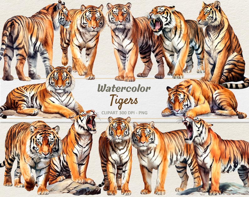 Puede incluir: Pintura de acuarela de diez tigres en varias poses. Los tigres est&aacute;n representados en tonos de naranja, marr&oacute;n y negro con rayas blancas. La pintura se titula "Tigres de acuarela" e incluye el texto "Clipart 300 DPI - PNG".