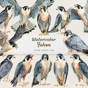Puede incluir: Diez ilustraciones de acuarela de halcones en varias poses. Los halcones están representados en tonos de gris y marrón con acentos blancos. Las ilustraciones están sobre un fondo beige claro. El texto "Watercolor Falcon" y "Clipart 300 DPI - PNG" se muestra debajo de los halcones.