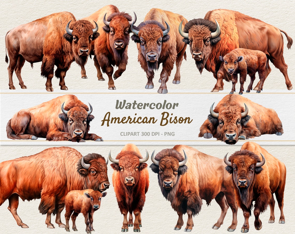 Watercolor American Bison Clipart - Digital Illustration Buffalo ...