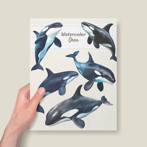 May include: Watercolor illustration of five orcas, also known as killer whales, in various poses. The illustration is titled "Watercolor Orca".