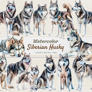 Watercolor Siberian Husky Clipart - Digital Illustration - Huskies PNG - Commercial Use