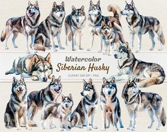 Può includere: Illustrazioni ad acquerello di Husky siberiani in varie pose. Le illustrazioni sono in tonalità di grigio e bianco, con alcune macchie nere. Il testo "Watercolor Siberian Husky" è scritto in un font stilizzato nella parte superiore dell'immagine.