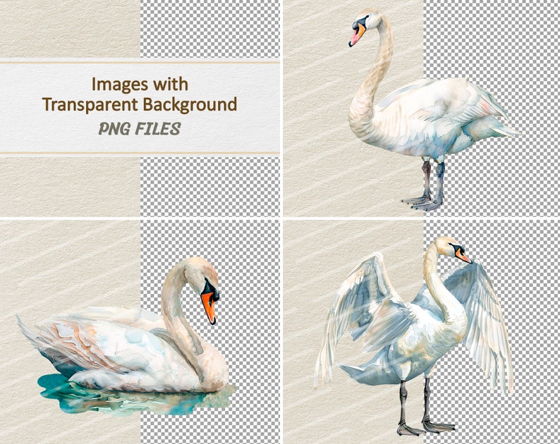 Watercolor Swan Clipart - Digital Illustration Swans - PNG - Commercial ...