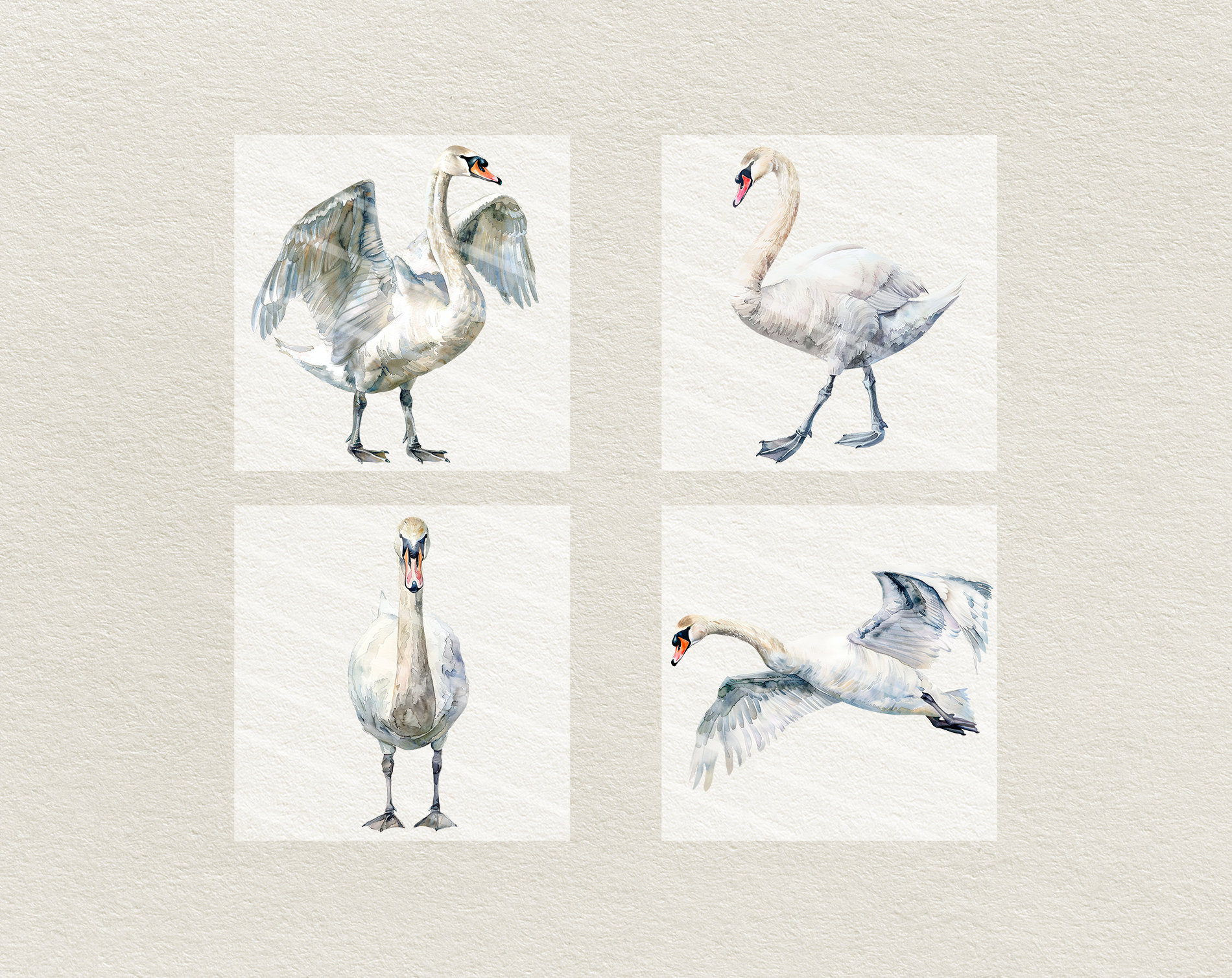Watercolor Swan Clipart - Digital Illustration Swans - PNG - Commercial ...