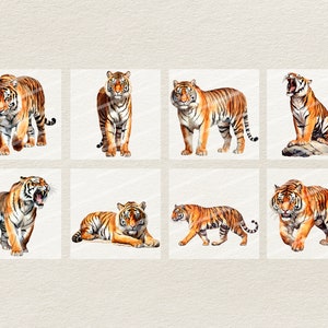 Puede incluir: Una colecci&oacute;n de ocho ilustraciones de acuarela de tigres en varias poses. Los tigres est&aacute;n representados en un estilo realista con rayas naranjas y negras. Las ilustraciones est&aacute;n sobre un fondo blanco.