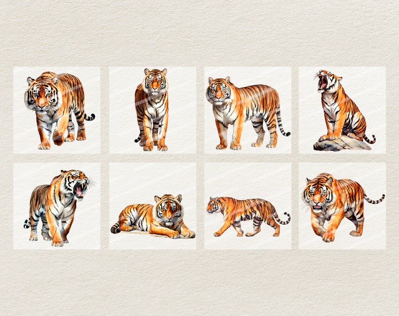 Puede incluir: Una colecci&oacute;n de ocho ilustraciones de acuarela de tigres en varias poses. Los tigres est&aacute;n representados en un estilo realista con rayas naranjas y negras. Las ilustraciones est&aacute;n sobre un fondo blanco.
