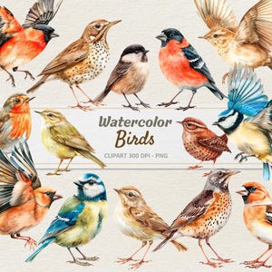 Aquarell Vögel Clipart - Digitale Illustration Frühling - Waldvögel PNG - Kommerzielle Nutzung