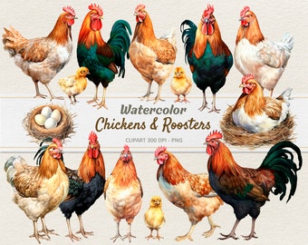 Watercolor Chicken Rooster Chick Clipart - Digital Illustration Baby Chicken - Roosters PNG - Commercial Use